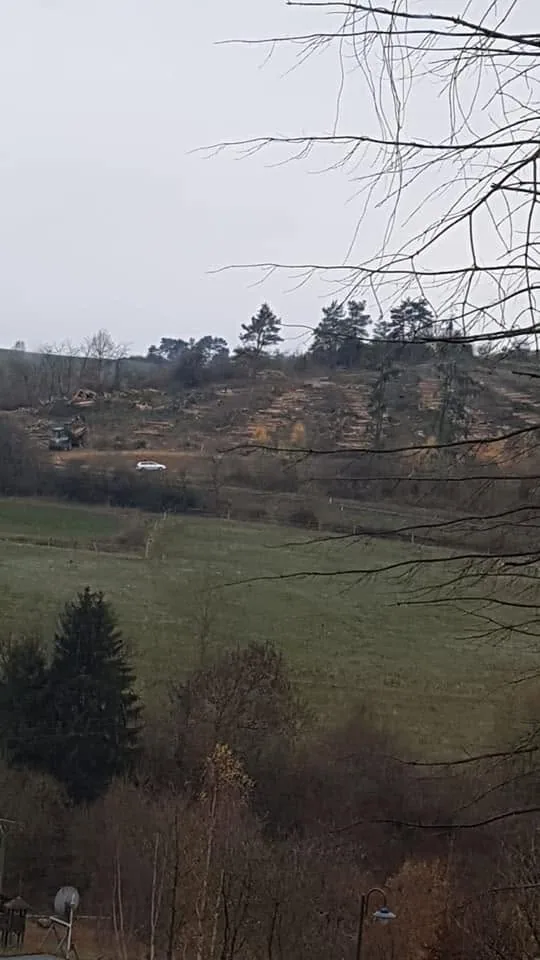 Gepflegte Hangfläche am Waldrand, vergleichbar den Übergängen zwischen Wald und Weinberg in Dernau