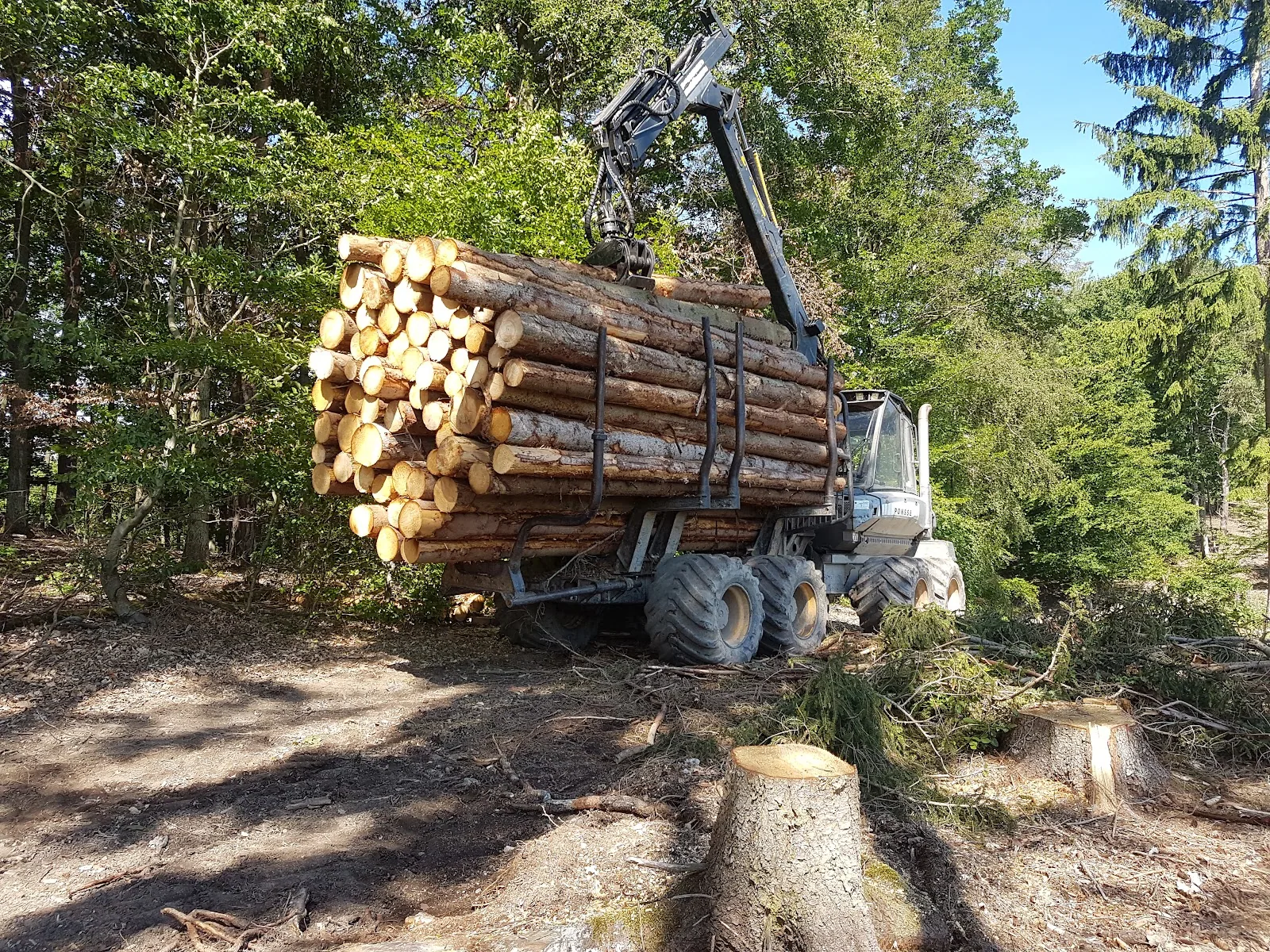Tragrückeschlepper des Forstbetriebs, voll beladen mit Stammholz im Fichtenwald