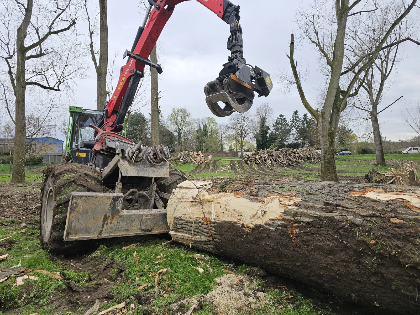 Rodungen