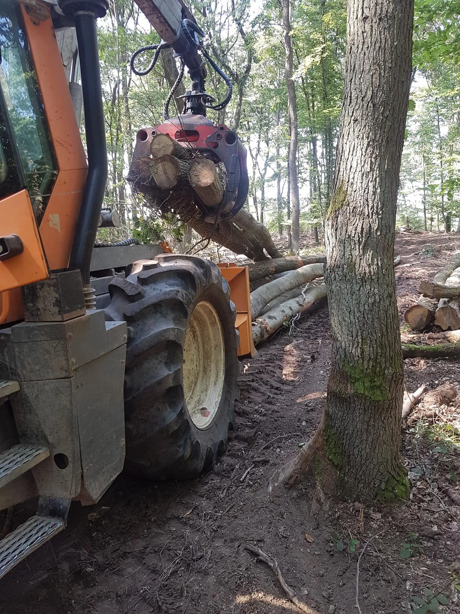 Gerückte Buchenstämme am Waldweg — Laubholzernte, wie sie im Sinziger Stadtwald anfällt