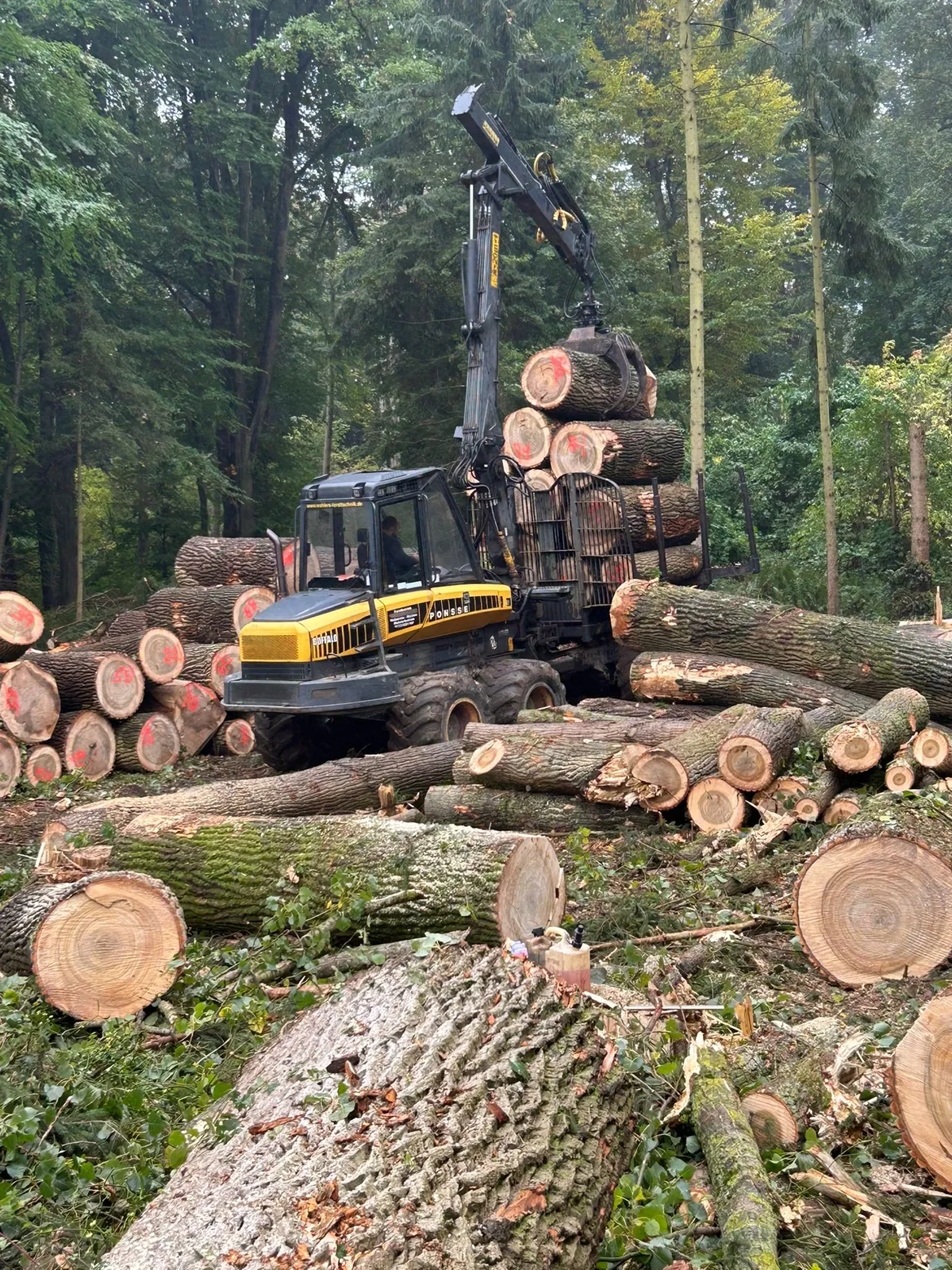 Rückezug lädt dicke Eichenstämme im Laubwald, wie sie auch im Sinziger Stadtwald wachsen