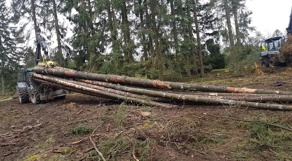 Gefällte Stämme liegen im Bestand am Hang